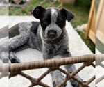 Small Photo #3 Mutt Puppy For Sale in Canton, CT, USA