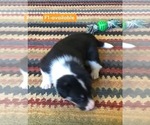 Small Photo #19 Cowboy Corgi Puppy For Sale in SUMMERVILLE, GA, USA