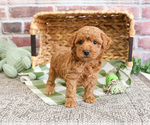 Small #12 Poodle (Miniature)