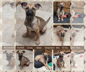 Mutt Dogs for adoption in Mesa, AZ, USA