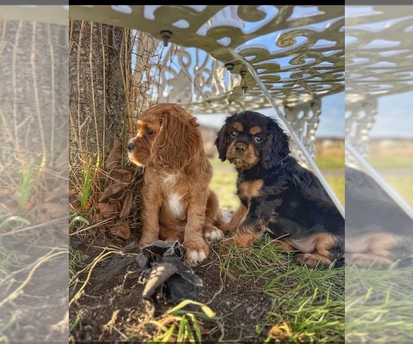 Medium Photo #3 Cavalier King Charles Spaniel Puppy For Sale in MAYSVILLE, WV, USA