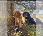 Small #2 Cavalier King Charles Spaniel