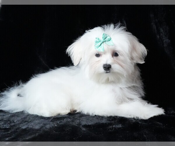 Medium Photo #3 Maltese Puppy For Sale in ROCK VALLEY, IA, USA