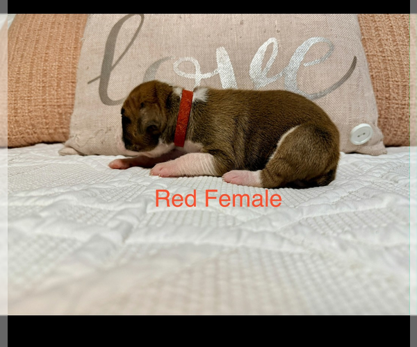 Medium Photo #10 Boxer Puppy For Sale in WALNUT GROVE, MO, USA