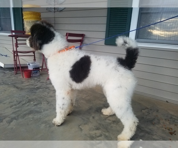 Medium Photo #1 Saint Berdoodle Puppy For Sale in ALLEGRE, KY, USA