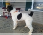 Small Photo #1 Saint Berdoodle Puppy For Sale in ALLEGRE, KY, USA