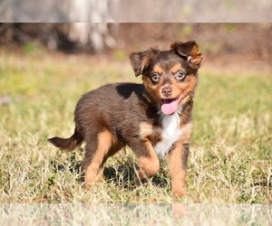 Miniature Australian Shepherd Puppy for sale in PALM COAST, FL, USA