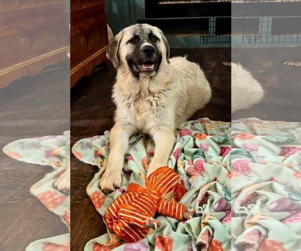 Medium Photo #6 Anatolian Pyrenees Puppy For Sale in Higley, AZ, USA