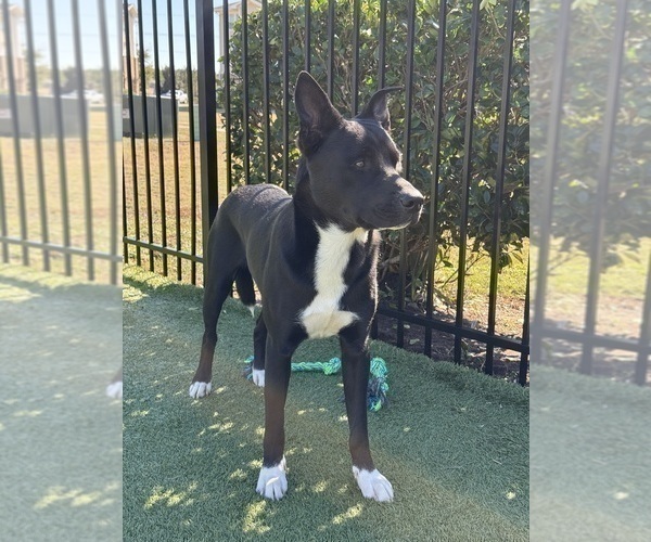 Medium Photo #1 American Staffordshire Terrier-Siberian Husky Mix Puppy For Sale in SNEADS FERRY, NC, USA