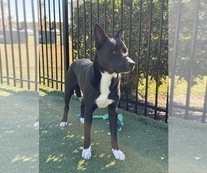 Father of the American Staffordshire Terrier-Siberian Husky Mix puppies born on 09/13/2025