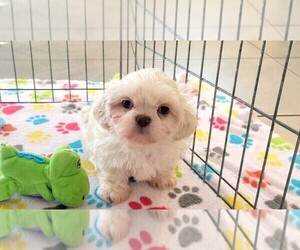 Shih Tzu Puppy for sale in ORO VALLEY, AZ, USA