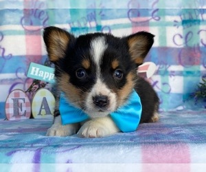 Pembroke Welsh Corgi Puppy for sale in LANCASTER, PA, USA