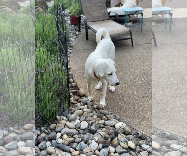 Medium Photo #10 Great Pyrenees Puppy For Sale in Spring, TX, USA