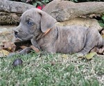 Image preview for Ad Listing. Nickname: Rubble