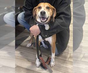 Mutt Dogs for adoption in Woodbury, NY, USA