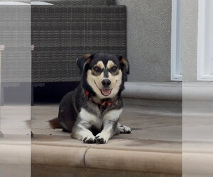 Heidi - Female Mutt Dog for Adoption - Photo #2