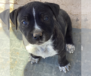 Belgian Malinois-Boxer Mix Puppy for sale in BENSON, AZ, USA