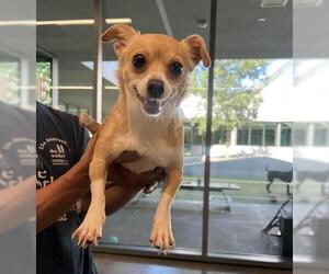 Chihuahua Dogs for adoption in San Martin, CA, USA