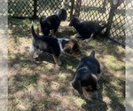 Small #8 Bluetick Beagle