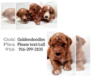 Goldendoodle Puppy for sale in SACRAMENTO, CA, USA