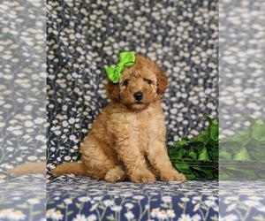Poodle (Miniature) Puppy for sale in NEW HOLLAND, PA, USA