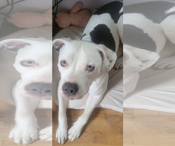 Medium Photo #19 American Pit Bull Terrier-Unknown Mix Puppy For Sale in Germantown, OH, USA