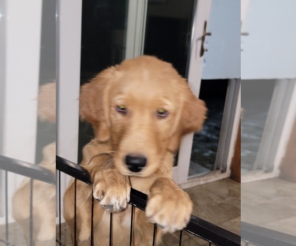 Medium Photo #1 Golden Retriever Puppy For Sale in HAM LAKE, MN, USA