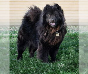 Smokey - Male Chow Chow Dog for Adoption - Photo #7