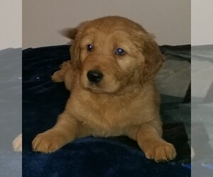 Golden Retriever Puppy for Sale in TWIN FALLS, Idaho USA