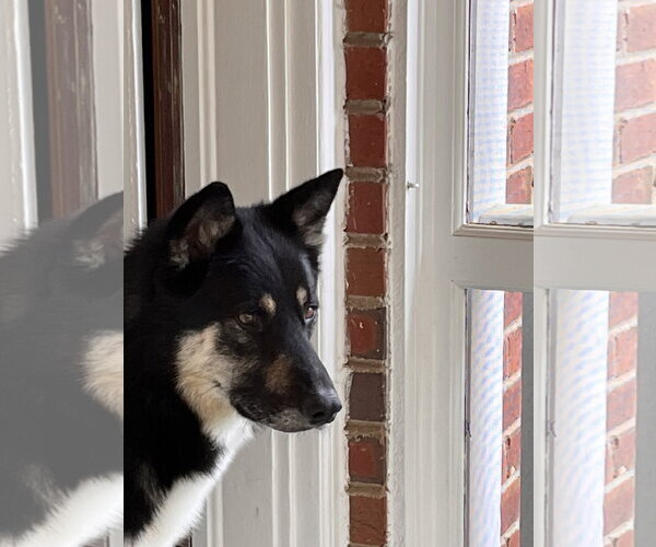 Medium Photo #3 German Shepherd Dog-Unknown Mix Puppy For Sale in Monkton, MD, USA