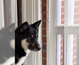 Prince - Male German Shepherd Dog-Unknown Mix Dog for Adoption - Photo #3