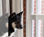 Small Photo #3 German Shepherd Dog-Unknown Mix Puppy For Sale in Monkton, MD, USA