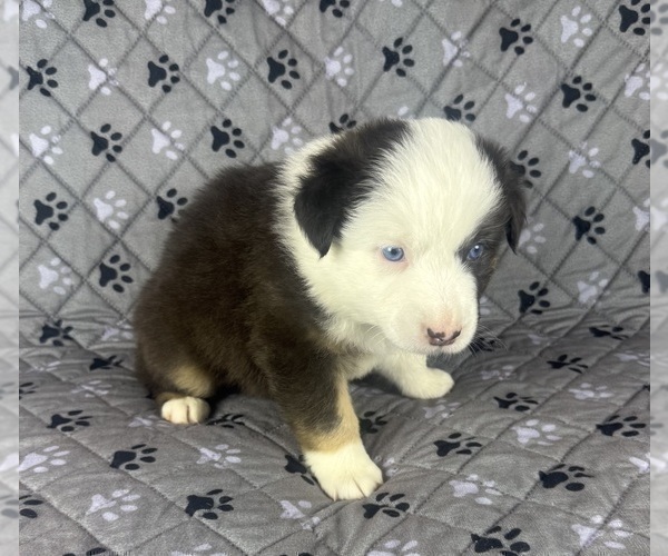 Medium Photo #16 Australian Shepherd Puppy For Sale in SALISBURY, NC, USA