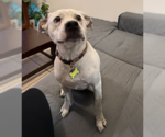 Small #2 Beagle Mix
