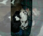 Small Photo #13 Great Dane Puppy For Sale in HOWARD CITY, MI, USA