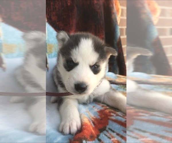 Medium Photo #3 Siberian Husky Puppy For Sale in FORT WAYNE, IN, USA