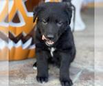 Small #3 Labrador Retriever Mix