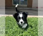 Small Australian Shepherd Mix