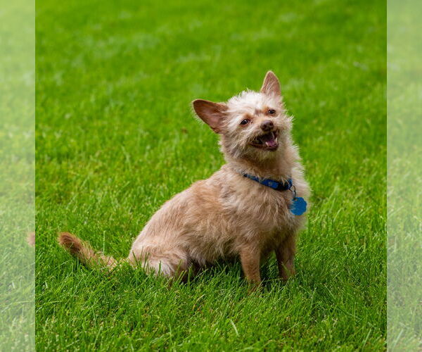 Medium Photo #5 Malchi Puppy For Sale in Princeton, MN, USA