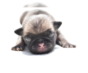 Pug Puppy for sale in PALM COAST, FL, USA