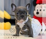 Small #4 French Bulldog