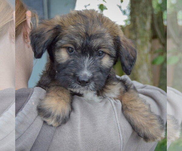 Medium Photo #5 Mutt Puppy For Sale in Huntley, IL, USA