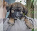 Small #4 Mutt