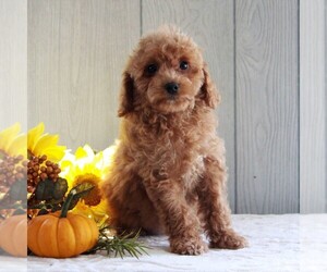 Cavachon-Poodle (Miniature) Mix Puppy for sale in GORDONVILLE, PA, USA