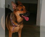 Small German Shepherd Dog Mix