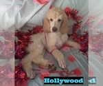 Small Photo #4 Poodle (Standard) Puppy For Sale in SAINT CLOUD, FL, USA