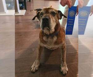 Roy - Male Bulldog-Unknown Mix Dog for Adoption - Photo #17