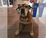 Small Photo #17 Bulldog-Unknown Mix Puppy For Sale in Kennesaw, GA, USA