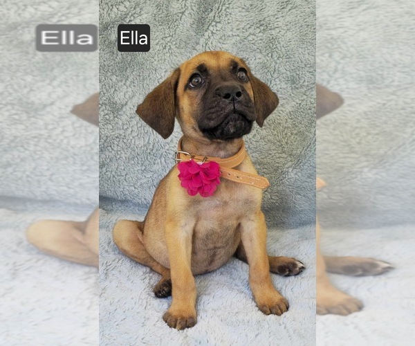 Medium Photo #1 Cane Corso Puppy For Sale in MINERAL WELLS, WV, USA