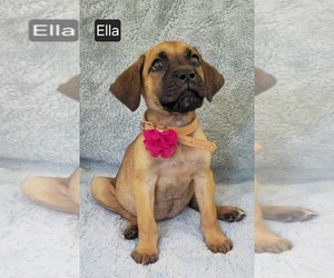 Cane Corso Puppy for Sale in MINERAL WELLS, West Virginia USA